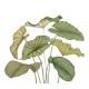 PANORAMICO 350x310cm WDWT202227842NW "ENVIO GRATIS"