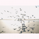 PANORAMICO 400x310 SEAS201531012 "ENVIO GRATIS"